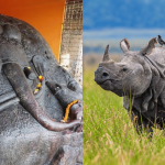 From Tantra-Mantra to Tourism: The Evolution of Mayong and Pobitora